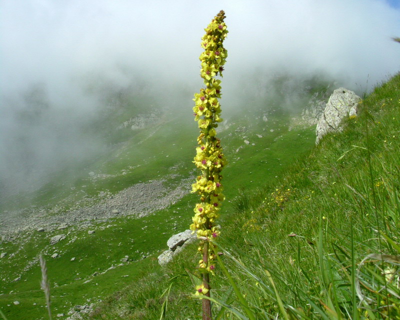Verbascum nigrum